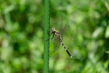 緑の棒に止まったトンボ