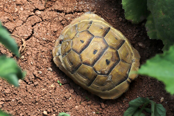 Cute little baby turtle in nature