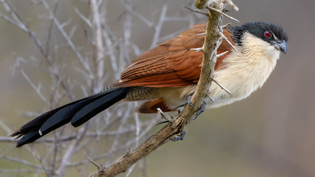 One Burchell's coucal perched on a branch.