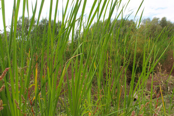 Obraz premium green grass and dry grass growing in a field near a pond and trees