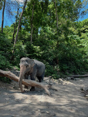 Fototapeta premium elephant in the park