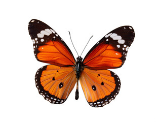 Obraz premium Schmetterling, isoliert auf weißen Hintergrund, Freisteller,Transparent 