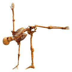 3D Rendering Human Skeleton on White