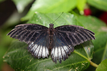 Scharlachroter Schwalbenschwanz / Scarlet mormon / Papilio rumanzovia