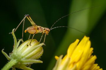 southern sickle bush-cricket - Phaneroptera nana, small brown and green bush-cricet from European meadows and gardens, Zlin, Czech Republic.