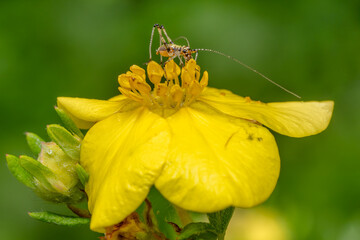 southern sickle bush-cricket - Phaneroptera nana, small brown and green bush-cricet from European meadows and gardens, Zlin, Czech Republic.