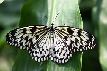 Wei&szlig;e Baumnymphe / Rice paper butterfly / Idea leuconoe.