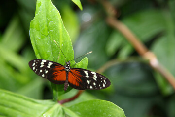 Tiger-Passionsblumenfalter / Tiger longwing / Heliconius hecale