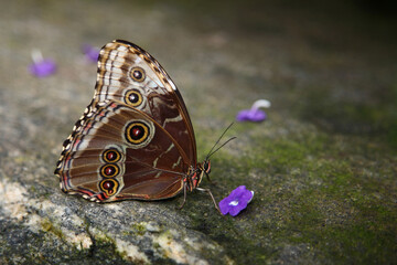 Bananenfalter / Magnificent owl / Caligo eurilochus