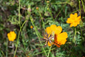 Close up of a cosmos flower seed pod with orange blossom behind.  Collecting seeds.