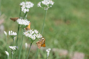 Multiple, small brown skipper butterflies rest on white, chive blooms in a herb garden.