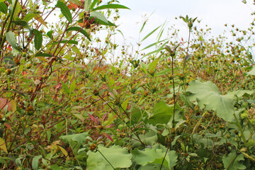 natural background of field grass and flowers