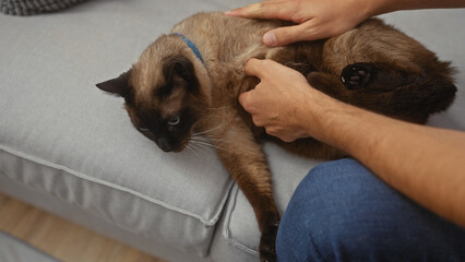 A man strokes a siamese cat lying on a couch inside a cozy living room, portraying a moment of pet care and affection.