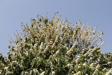 white flowers on coffee plantation. Coffee flowering.