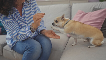 A middle-aged woman training a chihuahua indoors in a cozy living room setup