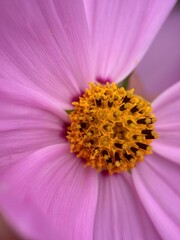 close macro shot of a flower