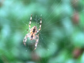 Close-up macro shot of a spider on its web