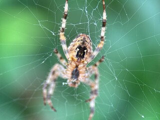Close-up macro shot of a spider on its web