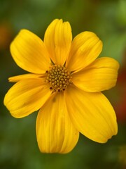 close macro shot of a flower