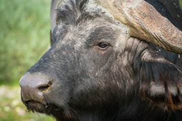 Cape buffalo (Syncerus caffer caffer) close up side view of face, head and eye in the wild of South Africa concept safari and big five animal