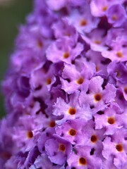 close macro shot of a flower