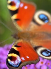 close macro shot of a butterfly