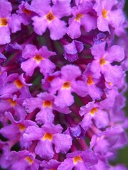 close macro shot of a flower