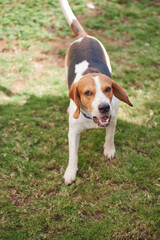 Beagle dog in park