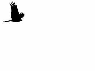 red kite, Milvus milvus, bird, w