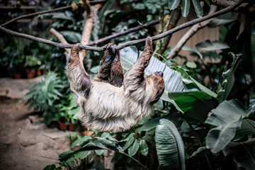 Fototapeta premium Two-Toed Sloth Relaxing Upside Down on Tree Branch