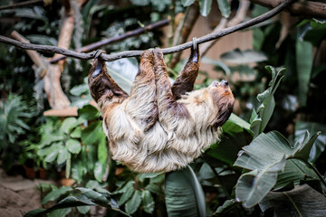 Two-Toed Sloth Relaxing Upside Down on Tree Branch