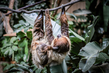 Two-Toed Sloth Hanging from a Tree Branch