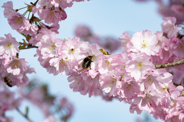 Hummel an einer Zierkirschenblüte