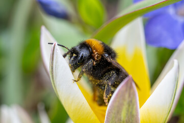 Erdhummel an einer Tuplpenblüte