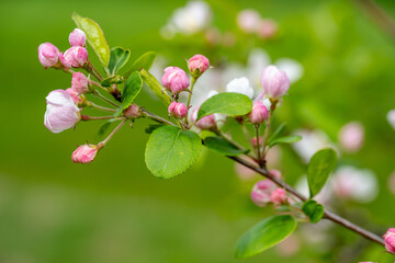 Blühender Zierapfel