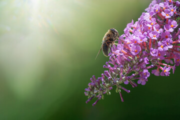 Grosse mouche sur la fleur de l'arbre à papillon