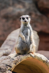 Alert Meerkat Standing Guard on a Log