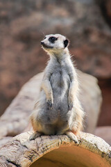 Alert Meerkat Standing Guard on a Log