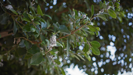 Close-up of quercus coccifera, commonly known as kermes oak, in murcia, spain, showcasing its evergreen leaves and flowering catkins.