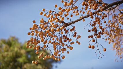 Golden chinaberry fruits hanging on a tree against a clear blue sky, depicting nature's autumn palette in murcia, spain.