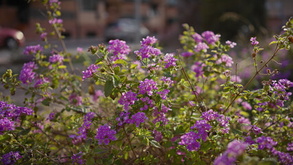 Obraz premium Purple lantana flowers blooming outdoors in murcia, spain, with soft focus and bokeh.