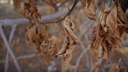 Close-up of withered leaves on a tree branch showing signs of autumn or drought in murcia, spain.