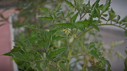 Close-up of a solanum lycopersicum plant, with yellow flowers and green leaves, in murcia, spain.
