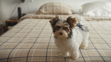 Adorable biewer terrier puppy standing on a patterned blanket in a cozy home bedroom setting.