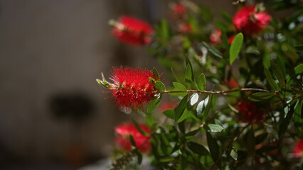 Bottlebrush plant, callistemon, with vibrant red flowers and green leaves, captured outdoors in the sunny region of puglia, southern italy.
