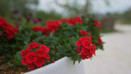 Naklejka premium Vibrant red verbena flowers blooming in a garden in puglia, southern italy against a blurred green and white outdoor backdrop.