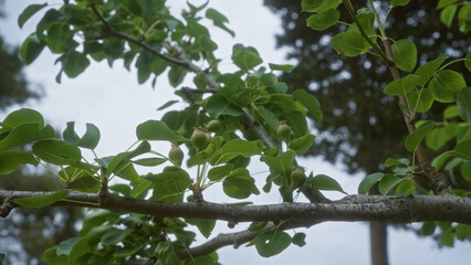 A close-up view of a pear tree branch with green leaves and young fruit in puglia, italy, outdoors, showcasing the details of its natural setting.