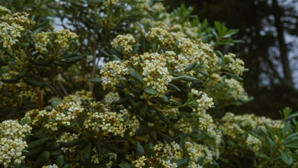 Close-up of a viburnum tinus shrub in full bloom with clusters of white flowers outdoors in puglia, southern italy, showcasing the vibrant foliage and delicate blossoms in a natural setting.
