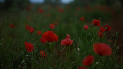 Vibrant red poppies bloom in a lush, green field during a serene dusk scene in puglia, italy.