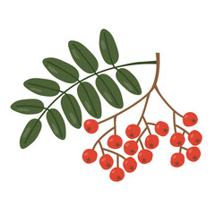 bunch of rowan with green leaves - vector illustration